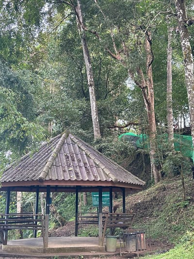 A tiled roof of a small structure dominates the foreground, angled towards the right. A metal frame supports the roof, and a sign is visible within the structure. Beyond the structure, the image is filled with lush greenery and trees. Some trees have white trunks, and some are bare. A small green tent-like structure is visible further in the background amongst the foliage. The overall scene suggests a park or forest setting.