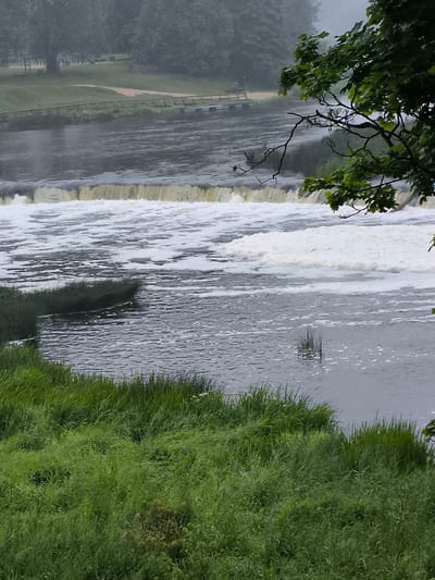 The image shows a wide waterfall in Kuldīga, Latvia, a natural feature of the Venta River. In the foreground, lush green grass and reeds line the riverbank. The water is choppy, with white foam cascading over the falls and churning in the river below. In the mid-ground, the waterfall itself appears as a wide, gentle cascade, its crest marked by a band of darker water. Beyond the waterfall, the river flows into a wider expanse of water, where the surface is broken by ripples and occasional patches of foam. The background consists of a dense forest, with trees on either side of the river. The overall atmosphere is one of natural beauty and tranquility, with the sound of the rushing water suggesting a powerful yet serene environment. A railing and a sandy path are visible on the far bank, indicating a managed park or recreation area.