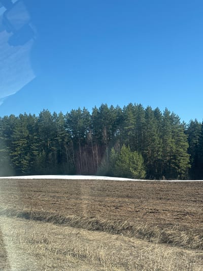 The image depicts a rural landscape. On the left, a clear blue sky occupies a significant portion of the frame. Adjacent to the sky, a dense evergreen forest extends towards the middle of the image. To the right of the forest, there is a field consisting of dark, tilled soil with patches of dry, brown vegetation. A narrow strip of snow is visible, separating the forest from the field. The scene suggests a location in Ledukhi, Russia, characterized by forests and agricultural land.