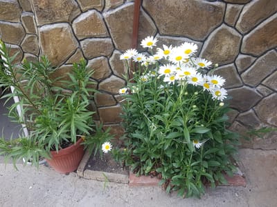 A cluster of white daisies with yellow centers are in full bloom, arranged in a garden bed in front of a stone wall. To the left of the daisies, a green plant with slender leaves is potted in a reddish-brown plastic planter. The stone wall is constructed from irregular-shaped, flat stones in shades of brown and tan, with dark grout lines. The ground in front of the wall is a concrete surface with some cracks and dirt visible. A single daisy is also growing in the dirt area between the two plants. A thin, vertical brown pole is attached to the stone wall. The lighting suggests it is daytime, with no strong shadows indicating a specific time. The overall scene depicts a well-maintained garden setting with vibrant flowers and plants. There is no visible text in the image.