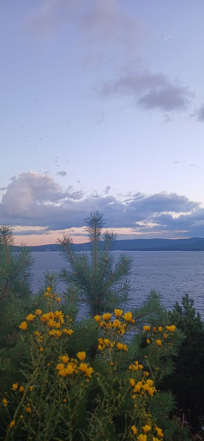 The image captures a serene natural scene likely near the city of Turgoyak, Russia, as indicated by the presence of a large body of water and pine trees, characteristic of the region surrounding Lake Turgoyak. The foreground is dominated by lush green pine branches and a cluster of vibrant yellow wildflowers. These flowers, appearing to be in full bloom, are small and numerous, dotting the branches of the plants.

In the midground, the vast expanse of a calm, deep blue body of water stretches towards a distant, dark silhouette of rolling hills or mountains. The water's surface is gently rippled, reflecting the soft hues of the twilight sky.

The sky above is a canvas of soft blues and purples, with scattered clouds tinged with pink and orange from the setting sun. A faint crescent moon is visible in the upper right portion of the sky. The overall lighting suggests it is either dusk or dawn, creating a peaceful and tranquil atmosphere. There are no people or man-made structures immediately visible in the frame, emphasizing the natural beauty of the landscape. The scene is composed in a vertical orientation, drawing the viewer's eye from the blooming flowers upwards towards the expansive sky and water.