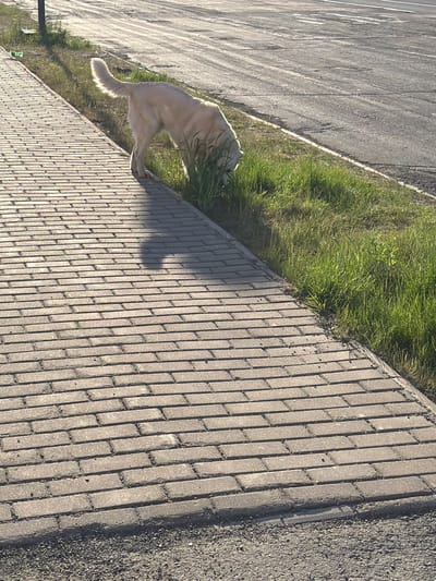 The image shows a light-colored dog sniffing at the base of a grassy embankment next to a paved walkway. The walkway is made of rectangular bricks and extends into the foreground. Beyond the grass is an asphalt road with white lines. The lighting suggests it is either early morning or late afternoon, casting a shadow from the dog onto the walkway. A lamppost is partially visible in the background. The scene appears to be an urban or suburban area.