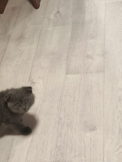 A dark gray kitten with folded ears is lying on a light-colored wooden floor. The kitten is facing left with its head turned slightly towards the camera, and its eyes are visible. A shadow of the kitten is cast to its right. The floor appears to be made of planks with visible wood grain. The background is mostly out of focus. The scene is indoors, likely in a residential setting, and there is no information about the city of Meget, Russia.