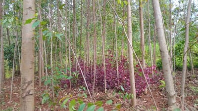This image depicts a wooded area in Gesima ward, Kenya, characterized by a dense stand of slender, uniformly sized trees, likely saplings or young timber, with light brown bark. The trees extend vertically throughout the frame, with visible green foliage at their upper sections and sparse leaves on lower branches. In the mid-ground, a prominent, dense cluster of shrubs with distinct dark red/purple leaves is centrally positioned. The ground consists of reddish-brown soil covered with scattered leaf litter. Green leafy vegetation is also visible on the ground and interwoven amongst the tree trunks, particularly in the foreground on both sides. No people, animals, or man-made structures are present. The scene is illuminated by natural light, casting no distinct shadows.