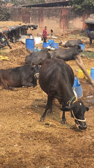 Several black cows stand amongst scattered straw on a dirt ground, near an outdoor feeding area with blue barrels. A man in a pink shirt and dark pants stands near the barrels. A wall structure is visible behind the feeding area. The lighting suggests a daytime shot, with clear shadows. The foreground is predominantly dry, rural terrain.