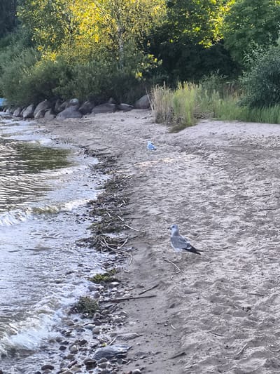 The image depicts a sandy shore with a body of water on the left and lush green foliage on the right. The water is calm with gentle waves lapping at the shore, which is littered with small stones, twigs, and seaweed. Two seagulls are visible on the sand; one in the foreground facing right, and another in the middle ground facing left. In the background, a line of large rocks separates the sand from the vegetation. The foliage consists of various trees and bushes, some of which are illuminated by sunlight, creating a dappled effect. The overall impression is of a natural, serene outdoor environment.