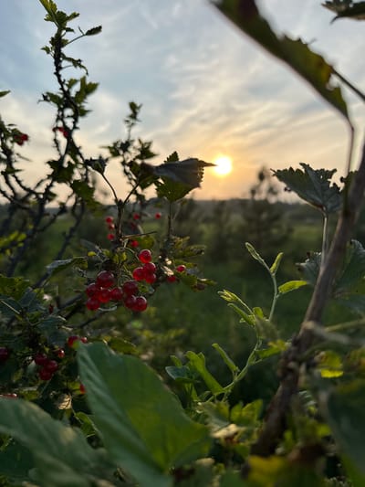 The image shows a close-up of red currants on a branch, with the setting sun visible in the background. The scene appears to be outdoors, possibly in a rural area, given the natural vegetation and open sky. The red currants are ripe and cluster on the branch, with some leaves also visible. The sun is a bright orb low in the sky, casting a warm glow and creating a hazy atmosphere. The overall impression is one of a tranquil evening in a natural setting. The location is identified as Sredneye Kechevo, Russia, suggesting a rural or semi-rural environment within this region. There are no people or animals visible in the image.