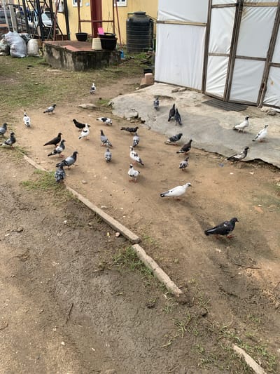 In Iganmu, Nigeria, a flock of pigeons congregates on a dirt and concrete ground. The environment includes a weathered concrete structure, a large black water tank, and white tarpaulin-covered structures with wooden framing. Several large grey trash bags are piled to the left of the image, near a yellow building with visible windows. Pigeons, varying in color from grey to white and black, are scattered across the scene, some pecking at the ground, others standing or walking. The ground is a mix of dry dirt, muddy patches, and cracked concrete, with sparse patches of green grass growing along the edges. A concrete curb runs diagonally across the lower part of the image.