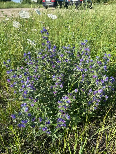 The image depicts a cluster of blooming purple flowers, likely Viper's-bugloss (Echium vulgare), in a grassy area. The flowers are a vibrant blue-purple and grow on tall, branched stems. The surrounding environment is characterized by tall green grass and some white wildflowers in the background. A portion of a dark-colored vehicle is visible in the upper background, partially obscured by the vegetation. The scene appears to be in a rural or semi-rural setting, consistent with the area of Bałdowo, Poland, given its natural landscapes and occasional presence of vehicles. The lighting suggests it is daytime, likely a sunny day.