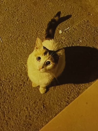 An overhead shot captures a domestic cat positioned on a textured, rough, dark yellow-brown ground surface, consistent with asphalt or concrete, under artificial warm yellow-orange illumination. The cat is predominantly white with distinct dark brown/black patches on its head (right ear, side of face) and a mottled dark brown/black and possibly ginger pattern on its tail, which arches upwards and to the left. The cat sits on all fours, its body slightly angled to the left, with its head tilted upwards and to the right, fixated on a point above the camera's perspective. Its eyes are wide with dilated pupils. A prominent, dark shadow extends from the cat's right side, indicating a light source from the upper left. Scattered debris, including a cigarette butt and a small piece of crumpled paper, is visible on the ground to the upper right of the cat's tail. In the bottom right corner, a sharp diagonal line defines the edge of a solid, lighter yellow-orange surface, consistent with a curb or step. No human figures are present. The scene is located in the city of Mirbozor, Uzbekistan.