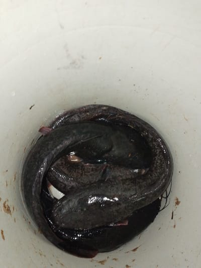 The image displays a close-up, top-down view of several dark-colored, elongated fish, consistent with catfish, contained within a white bucket. The fish are wet and appear tightly packed at the bottom of the bucket. The interior surface of the bucket exhibits minor stains and scuff marks. No individuals are visible. The scene is located in Bahit, Nigeria.