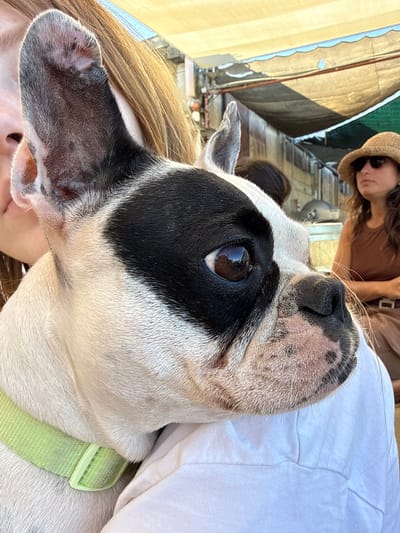 The close-up, low-angle shot features a French Bulldog's head and the upper body of a person, likely its owner, against a blurred background. The dog, predominantly white with a large black patch over its left eye, is looking upwards and to the right. Its nose is wet and speckled, and its ears are dark gray on the inside. The dog wears a light green collar.
Behind the dog, a person is visible wearing a straw hat and a brown top. They are also looking downwards, with their face partially obscured. Their hair is long and brown. The background suggests an outdoor setting with strong sunlight, indicated by the shadows and the bright lighting. Elements of the environment, possibly awnings or buildings with a striped texture and a blue-lined edge, are visible in the upper left of the frame. The overall scene appears casual and informal, possibly a moment captured during a sunny day outing in the Golan Regional Council, Israel. The image conveys a sense of connection between the dog and its owner, with the dog's curious gaze and the owner's relaxed posture. The time of day appears to be midday due to the strong, direct sunlight.