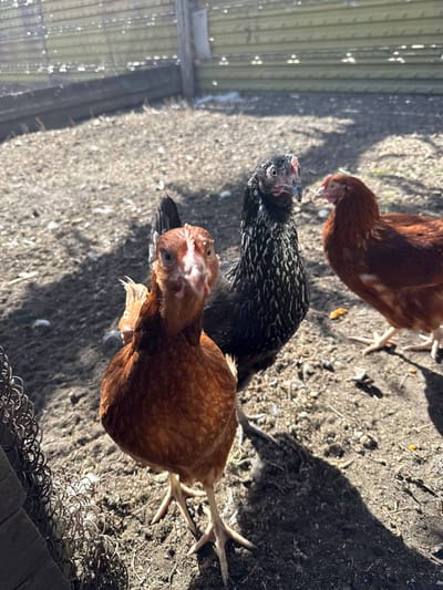 The image depicts three chickens in an outdoor environment. The chicken in the foreground is reddish-brown and facing the camera with its head tilted up. Behind it is a chicken with black and white speckled plumage, also facing the camera. A third reddish-brown chicken is visible in the background, further away. The ground is dirt with shadows cast across it. Chicken feed is on the ground. The background includes a wire fence. The photo was taken in Borzya, Russia.