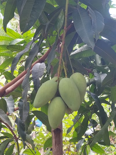 The image shows a cluster of five green mangoes hanging from a mango tree. The mangoes are of varying sizes and are clustered together on a branch. The tree has large, dark green leaves. The background consists of more foliage and branches, suggesting an outdoor, natural environment. The image is taken in Geulumpangsulu Timu, Indonesia.