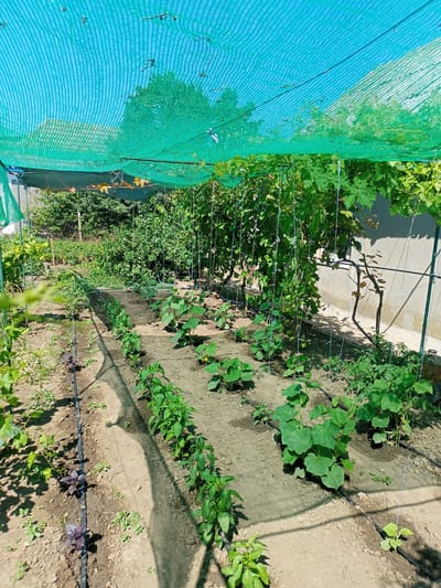 This is a high-angle shot of a garden in Salhany, Ukraine, partially covered by a green shade net. The garden rows contain various young plants, including what appear to be basil, pepper, and cucumber plants, indicated by their leaf shapes and growth patterns. Drip irrigation lines are visible along the rows of plants. In the background, there are more mature green plants and trees, and a concrete wall is visible on the right side of the image. The scene is well-lit by natural sunlight, with shadows cast by the plants and the shade net. There are no people or animals visible in the image.