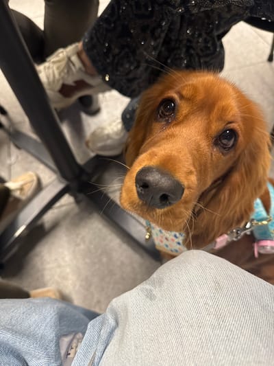 A close-up, tilted perspective captures a brown dog with large, dark eyes and a wet nose. The dog is wearing a light blue collar with a polka dot and heart pattern, and an attached pink device. To the left of the dog, a person's legs are visible, dressed in a black sequined garment and white sneakers. To the right, another person wears blue jeans. The background includes hints of a metallic chair structure and floor. There is no information provided that suggests the location of the photo is in Vila Nova de Cerveira, Portugal.