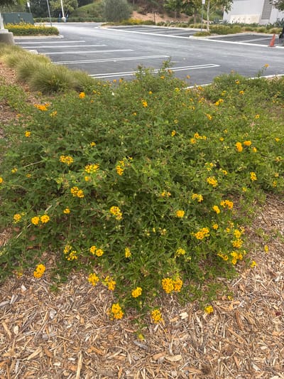 This media file displays an outdoor scene featuring a patch of lush green foliage dotted with vibrant yellow flowers, likely Lantana, growing alongside a section of a paved parking lot. The parking lot has white painted lines indicating parking spaces, and a strip of light-colored mulch borders the plants. In the background, a modern building with horizontal siding and a light-colored facade can be seen, along with some landscaping elements such as ornamental grasses and trees. The perspective is from above, looking down at the plants and parking lot. There is no visible text in the image. The scene appears to be set during the daytime, under clear or partly cloudy skies, with no indication of specific weather conditions beyond what would be typical for an outdoor environment. The location is identified as Santa Clarita, USA. There are no people or specific activities depicted. The overall impression is a well-maintained urban or suburban landscape.