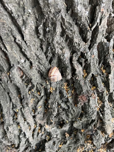A close-up, top-down view of a tree's bark is captured. The bark is rough and deeply textured, exhibiting a gray-brown hue with pronounced ridges and crevices. Scattered across the bark are small, dried organic matter, appearing as tiny yellow and brown flecks, possibly fragments of leaves or petals. In the center of the frame, resting on the bark, is a single snail shell. The shell is small and exhibits a striped pattern with alternating bands of light brown and white. No people or animals other than the snail shell are visible in the image. The scene is set in a natural outdoor environment. It is not possible to determine the specific location within Constanța, Romania, from the provided image.