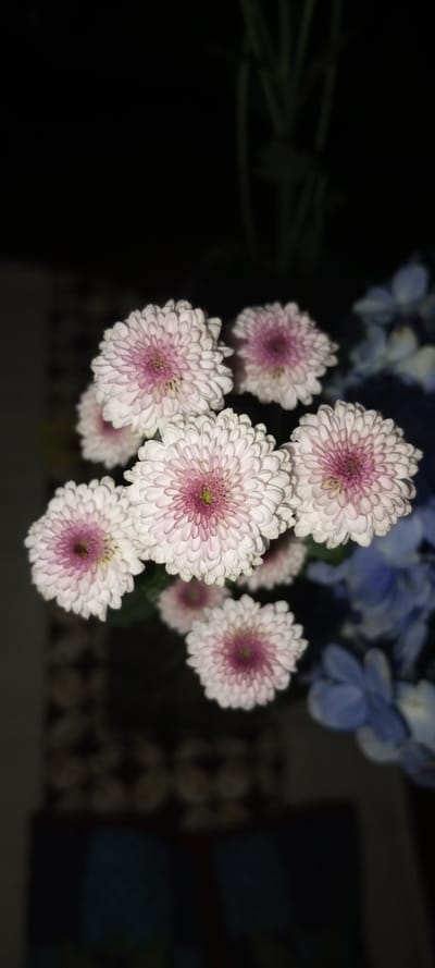 A close-up, top-down photograph showcases a vibrant cluster of small, composite flowers, likely chrysanthemums, against a dark, out-of-focus background. The flowers feature numerous tightly packed petals, predominantly white with a delicate pink blush that deepens to a fuchsia or magenta hue towards their centers, where small green stigmas are visible. There are at least eight individual flower heads in sharp focus, illuminated brightly from above or in front.
To the right side of the frame, out-of-focus blue floral elements suggest the presence of other flowers or decorative objects in the background. On the left and bottom-left, a faint, blurry pattern, possibly a decorative wall or piece of furniture, can be discerned in the dimly lit environment. The dark background implies either an indoor setting with directed lighting or a nighttime scene. No people are present, and no specific activity is taking place. The image emphasizes the intricate details and colors of the blossoms, creating a serene and contemplative mood. No visible text is present. The context provided for this image is Aral, Kyrgyzstan, though no specific visual cues within the photograph confirm this location.
