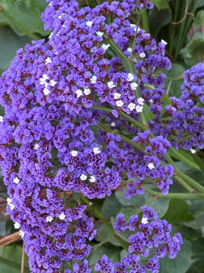 This media file is a close-up, high-angle shot of a cluster of purple flowers with small white centers. The flowers are densely packed on thin, green stems, creating a vibrant and textured display. The background consists of blurred green foliage and some dry, brown leaf-like structures. The lighting suggests it is daytime, possibly a sunny day, given the brightness and clarity of the flowers. The setting appears to be outdoors, in a garden or natural environment, and the overall mood is one of natural beauty and tranquility. There is no visible text in the image. The flowers are likely a type of statice or limonium, known for their papery, long-lasting blooms. The location context is Beverly Hills, USA.