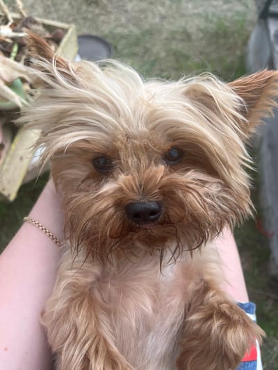 A close-up, eye-level shot captures a small, tan Yorkshire Terrier being held by a person's arm and lap. The dog's fur is light tan and blonde, with some strands appearing wet or matted around its face. Its dark eyes gaze directly at the camera. The person's arm, adorned with a delicate gold chain bracelet, is visible supporting the dog. The background is blurred, showing hints of green grass and some brown, leafy material in a light-colored container. There is no indication of the location being the city of Kovriga, Russia.