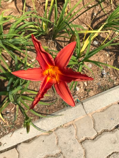The image presents a high-angle view of a single, vibrant red-orange daylily in full bloom, located in Midrand, South Africa. The flower features six elongated, somewhat undulating petals radiating from a central yellow-orange core, where yellow stamens are distinctly visible. A dark green, unopened flower bud is positioned on a stem beneath and to the left of the main bloom. The plant is rooted in dry, light brown soil, sparsely covered with thin, green-to-yellowish foliage. A light grey concrete kerb delineates the planted area from a paved pathway constructed of interlocking, 'S'-shaped grey concrete pavers, visible in the lower right quadrant. The scene is brightly illuminated, casting clear shadows from the foliage onto the soil. No people, animals, or additional significant objects are present.