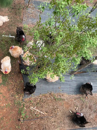 This high-angle shot captures an outdoor scene featuring several domestic turkeys in what appears to be a rural or farm setting in Dhundshi, India. The ground is a mix of reddish-brown soil, dry grass, and scattered leaves, with some sparse green vegetation.
A prominent green tree with dense foliage occupies the left side of the frame, casting shadows and providing shade. Under and around this tree, a cluster of turkeys is visible. These birds include several light-colored, possibly cream or light brown, turkeys with fluffy plumage, and some darker, black or dark brown turkeys.
Further to the right and in the upper part of the frame, two large, dark-feathered turkeys are prominent. These birds display classic turkey features, including black or dark iridescent feathers and distinctive red and bluish-white wattles and snoods on their heads. They appear to be mature males (toms). One is positioned towards the upper right corner, and the other is more centrally located on the right.
Parts of the ground are covered by a black, woven fabric or tarp, marked with a grid pattern, which may be used for weed control or as part of an agricultural system. Visible objects include a white PVC pipe or small faucet protruding from the ground near the bottom center, and some black irrigation tubing snaking across the dry earth. The scene is brightly lit by daylight, indicating a clear day. There are no human subjects or visible text.