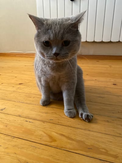 A gray British Shorthair cat is sitting on a wooden floor. The cat is facing the camera with its paws in front of it. The background shows a radiator and a wall. The image is taken indoors. There is no indication that this image is located in Bakikhanov, Azerbaijan.