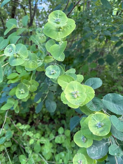 This media file is a close-up, top-down shot of a plant with bright green leaves. The leaves are round and cupped, and in the center of many of them are small, light blue buds or berries. The plant appears to be in an outdoor setting, possibly a garden or wooded area, with other greenery visible in the background. The lighting suggests it could be daytime, and there are some blurry bright spots in the background that might indicate sunlight filtering through trees or possibly reflections. The focus is sharp on the leaves and buds in the foreground, drawing attention to the details of the plant. No people, text, or specific structures are visible. The overall impression is one of nature and plant life. The location context provided is Pobeda, Russia.