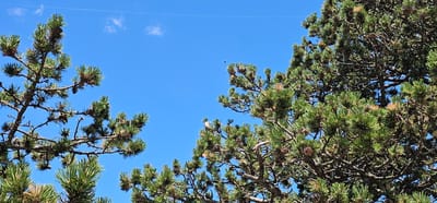 In Općina Bol, Croatia, beneath a clear blue sky dotted with sparse white clouds, a cluster of pine trees fills the frame. The branches of these trees, laden with green needles and brown pinecones, extend towards the sky, partially obscuring the view. The sharp, pointed needles of the pine trees contrast with the soft wisps of clouds. Several delicate spiderwebs are visible suspended in the air between the trees, and three small spiders are present on these webs, their minute forms silhouetted against the bright sky. A thin, nearly invisible line, possibly a string or wire, stretches horizontally across the upper portion of the image, also against the blue expanse. The sunlight casts subtle shadows, highlighting the texture of the pine needles and the intricate patterns of the spiderwebs.
