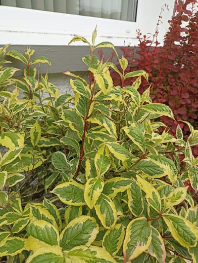 The image shows a close-up of a variegated shrub with green leaves edged in yellow. The shrub has red stems and is in the foreground. Behind it, a darker red shrub is visible. In the background, a portion of a building with a white horizontal band and a grey textured wall can be seen. The overall impression is of an outdoor setting, likely a garden or yard. The specific location in Annagry West, Ireland, is not visually evident from the image alone.