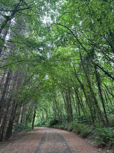 A dirt path curves through a dense forest. The trees on either side are tall and closely spaced, with their branches forming a canopy overhead, filtering the sunlight. The leaves are a vibrant green, and some appear to be backlit by the sky, creating a dappled effect. On the right side of the path, lush ferns grow abundantly along the forest floor. The overall impression is one of a tranquil, natural setting. This scene is located in the townland of Ballyrue, within the town of Castlecomer, County Kilkenny, Ireland.