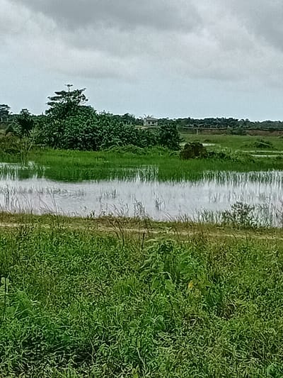 The image depicts a natural landscape with a body of water in the foreground, reflecting an overcast sky. Lush green vegetation, including trees and grasses, dominates the scene. In the background, a small building is visible amidst the greenery, suggesting a rural or semi-rural environment. The presence of this structure, along with the natural elements, could indicate the outskirts of a settlement or a more isolated dwelling within the area of Ajibo, Nigeria. The overall impression is one of a serene, undeveloped natural setting.