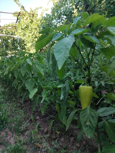 In Tavaksay, Uzbekistan, a pepper plant displays a single, pale green pepper. The plant is situated in a garden bed with dark soil, bordered by a drip irrigation hose. Surrounding the pepper plant are numerous other plants with lush green leaves, some appearing to be tomato plants based on their foliage. In the background, a trellis supports a vine, possibly grapes, with more greenery beyond. The scene is outdoors, under a clear sky.