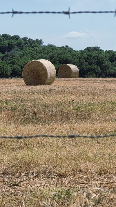 The image depicts a rural scene in Navata, Spain, featuring two large, round hay bales in a field of dry, golden grass. The hay bales are positioned in the midground, with the larger bale on the left and a smaller one slightly behind and to the right. A dense line of dark green trees forms the background, suggesting a forest or woodland bordering the field. A barbed wire fence runs across the foreground, slightly out of focus, adding a layer of texture and depth to the scene. The sky above is a pale blue with a few wispy white clouds. The overall impression is one of a harvested agricultural landscape under a clear sky.