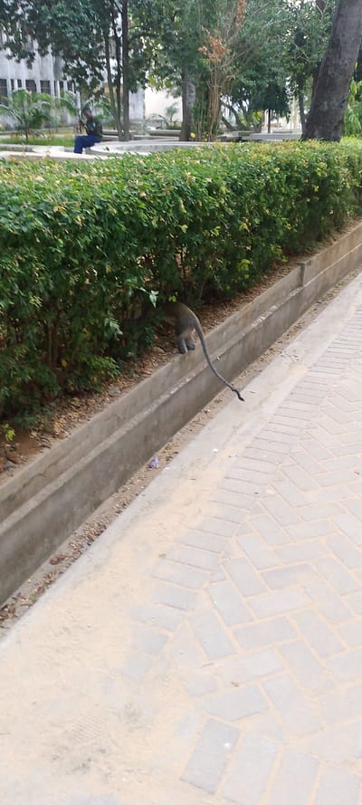 The image depicts an outdoor scene in Tudor ward, Kenya. A light-colored paved pathway, constructed from rectangular blocks arranged in a herringbone pattern and partially covered with sand and dirt, occupies the lower right and center foreground. Adjacent and parallel to this pathway, a concrete drainage ditch runs across the midground. To the left of the ditch, a dense, green hedge separates the pathway from an inner landscaped area. A grey vervet monkey, identifiable by its hindquarters and long, dark tail, is partially visible at the base of the hedge, seemingly stepping into or over the drainage ditch. Its tail extends towards the paved path. In the background, beyond the hedge, a manicured green space features several trees with varied foliage and some bare branches. On the far left, a multi-story, light-colored building with visible windows is present behind the trees. A lone individual, wearing a dark shirt and blue trousers, is seated on a concrete ledge within this landscaped area, observed looking downwards at an object in their hands.