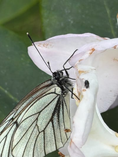 A close-up, eye-level shot features a white and black butterfly resting on a white flower in Sukhaya, Russia. The butterfly's wings are partially open, revealing delicate black veins against a pale green background. Its body is dark and fuzzy, with long antennae extending upwards. The flower petals are soft and slightly wilted, with a few brown spots. The background is a blur of green foliage.