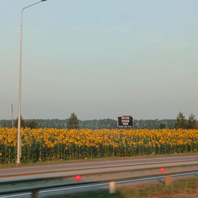 In the city of Nizhneakbashevo, Russia, a wide road runs parallel to a vast field of sunflowers. The sunflowers are in full bloom, their bright yellow petals contrasting with the green stalks and leaves. Behind the sunflower field, a dense line of trees forms a dark green backdrop. A black sign with white lettering is visible in the sunflower field, advertising "BETOH BLOKI ЖБИ" and a phone number, 8 917 737 77 37. A tall, slender streetlight stands on the left side of the road, its pole reaching towards the pale, hazy sky. The road itself is paved and has multiple lanes separated by white lines. A metal guardrail runs along the side of the road, with red reflectors placed at intervals. The overall scene suggests a rural setting during the daytime, with the sky displaying a gradient of pale blue and white.