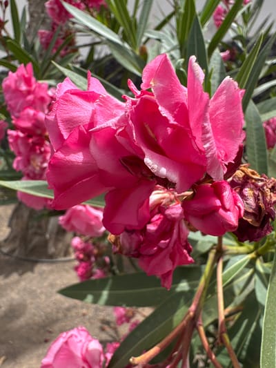 This is a close-up, slightly angled shot of a cluster of bright pink oleander flowers. The flowers are in various stages of bloom, with some fully open and others still in bud. The petals are soft and delicate, with some showing subtle variations in color and texture. The leaves of the oleander plant are long, slender, and a deep green, some with light green stripes. In the background, there are more pink flowers, some appearing slightly wilted and brown, hinting at the cycle of bloom and decay. The ground beneath the plant appears to be a textured, grey surface, possibly concrete or stone. The lighting suggests it is daytime, with sunlight casting shadows and highlighting the textures of the petals and leaves. The overall impression is one of vibrant natural beauty, possibly in a garden or outdoor setting. There is no visible text in the image.