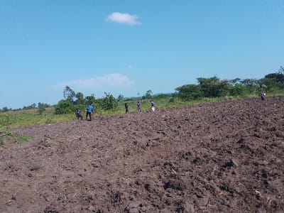 A wide shot of a tilled field under a bright, blue sky with a single cloud. Several people are scattered across the field, seemingly working. The foreground is dominated by the dark, textured earth. A grassy strip separates the field from a line of trees and shrubs in the background. Some cultivated farmland is visible beyond the trees to the left. The overall impression is of a rural, agricultural setting.