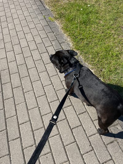 An overhead, medium shot captures a black dog on a leash walking on a paved pathway next to a grassy area. The dog is black with a blue collar and a silver ring. The leash is black and has a white paw print on it. The pathway is made of gray rectangular pavers. The grass is green and appears to be a park or lawn. The scene is outdoors and bathed in sunlight, casting shadows on the ground. The image is taken from a high angle, looking down at the dog and its surroundings. The location is on a paved pathway adjacent to a grassy area, likely in a public space in Vangaži, Latvia.