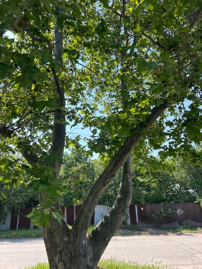 The image shows a tree with green leaves and mottled bark in Chirpan, Bulgaria. A street and a metal fence with graffiti are visible in the background. The tree branches are visible against a blue sky.