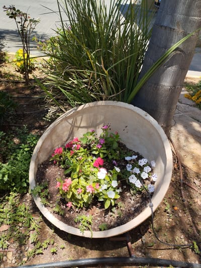 A large, light-colored, circular planter made of concrete contains a variety of small, flowering plants in shades of pink, white, and purple. The planter is situated on the ground, surrounded by soil and various types of greenery. To the right of the planter is the rough, textured trunk of a palm tree. Behind the planter, tall, spiky green grass grows, with a thin, bare-branched tree visible further back. In the background, a paved area can be seen, with shadows cast by foliage. Drip irrigation lines are visible running along the ground and connected to the planter. The scene appears to be an outdoor garden space, possibly in a residential or public area within the city of Zikhron Yaakov, Israel, given the presence of drought-tolerant landscaping and the characteristic palm tree. No people are visible in the image.