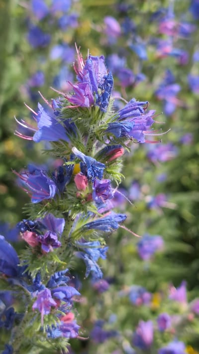 A close-up, vertical shot focuses on a spike of blue and pink flowers, likely Viper's Bugloss, with green, fuzzy stems and leaves. The flowers are detailed, showing their trumpet-like shape and delicate stamens. In the background, a soft blur of more purple flowers and green foliage creates a bokeh effect, suggesting a field or garden. The lighting is natural, likely daylight, casting a soft glow on the petals. The image appears to be taken in Sebyne, Ukraine, a rural settlement in the Kherson Oblast.