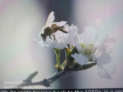 A bee is perched on a white flower. The image includes a timestamp of 2026/06/20 09:37, and the location is identified as Kecamatan Kuningan, Indonesia. Text below indicates that something has "roots tracing back to the 1950s, is a gen". The background is blurred, with hints of green foliage.