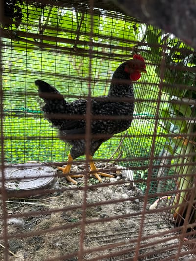 A black and white speckled chicken is inside a wire cage. The cage is located outdoors, as green foliage can be seen through the wire. The inside of the cage contains what appears to be dirt, feathers and a gray metal dish. The location is Goren Chiflik, Bulgaria.