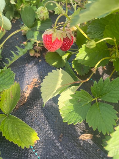 The image shows a close-up view of strawberry plants growing in what appears to be a garden. The scene is dominated by lush green strawberry leaves and several ripe red strawberries, with one particularly prominent, plump berry in the center-left of the frame. There are also some unripe green strawberries and buds visible. The plants are growing on a dark, textured ground cover, likely landscape fabric, which is common in gardening to suppress weeds and retain moisture. The sunlight suggests it is daytime, and the lighting creates dappled shadows on the leaves and ground cover, indicating a sunny day. The setting appears to be an outdoor garden, with the focus solely on the strawberry plants and their immediate surroundings. There is no visible text in the image. The overall impression is one of a bountiful harvest in a carefully cultivated garden.