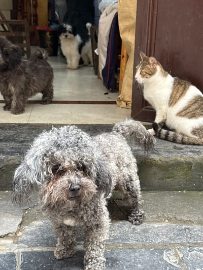 A medium-shot, angled, outdoor daytime photo shows a cat and two dogs on or near a stone ledge in Fenghuang, China. The cat, white with brown markings, is sitting to the left. A grey poodle is reclining on the right. The ledge is light gray, and there is a wall on the right side. A second smaller dog is sitting on the floor to the left. A door and a shelf with clothes are behind the dogs.