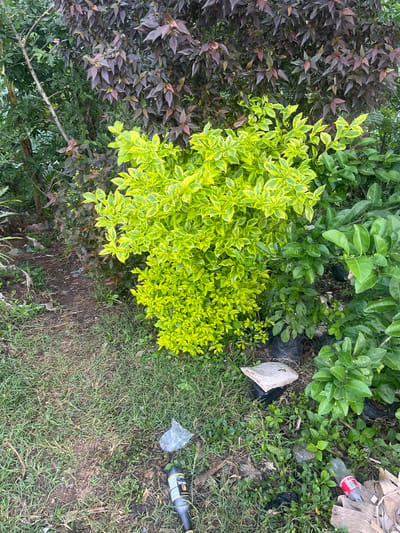 The image depicts an outdoor scene in Offatedo, Nigeria. The foreground is composed of grass and a patch of dirt. Vegetation includes plants with green leaves, plants with yellow and green leaves, and plants with purplish-brown leaves. There is discarded litter scattered on the ground, including a Coca-Cola bottle, a plastic bag, a dark-colored glass bottle. No people are visible.