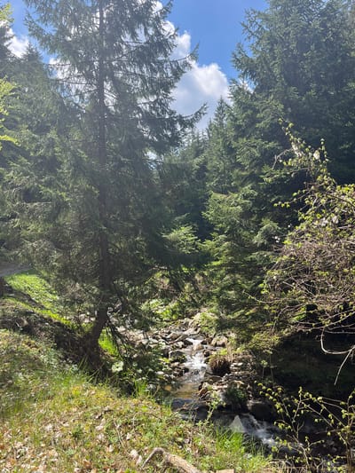 The image depicts a dense forest scene with a small stream or waterfall visible on the right side. The majority of the image is filled with evergreen trees, their needles densely packed. A large evergreen tree stands prominently on the left. The sky is visible through the upper left with some clouds. The ground is covered in green vegetation and possibly some dry leaves. The location is near Drianovo, Bulgaria, judging by the vegetation and terrain.